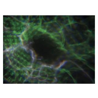 Showtec Dreamwave LED lichteffect