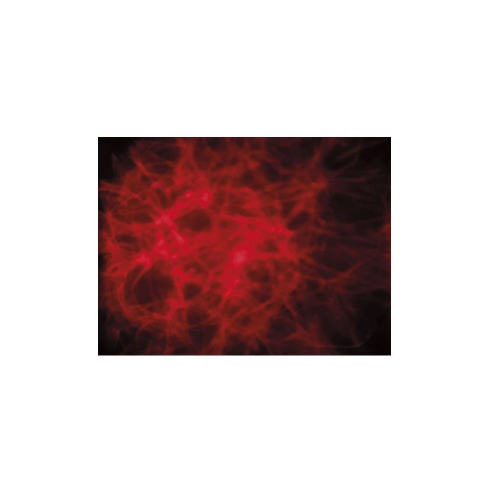 Showtec Dreamwave LED lichteffect