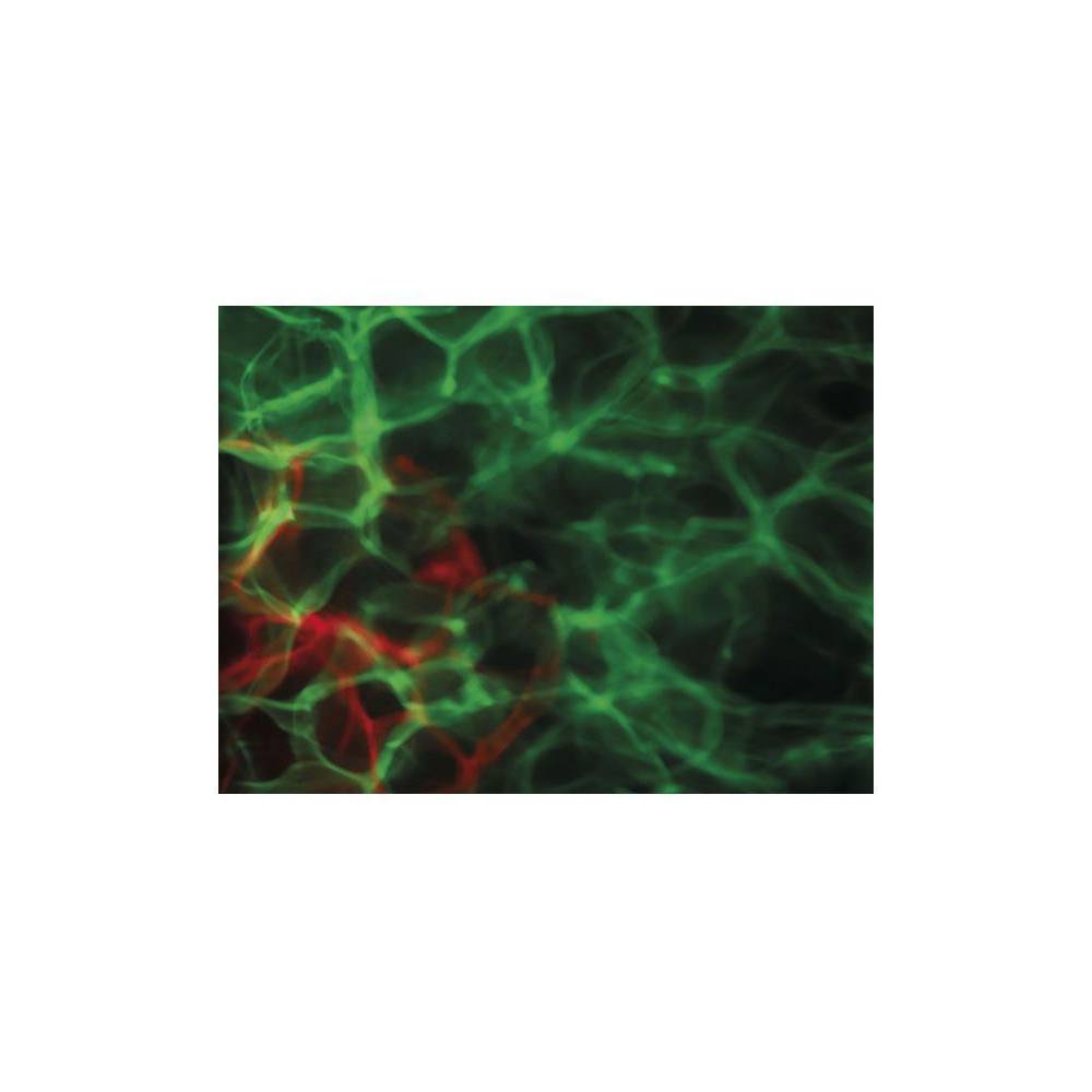 Showtec Dreamwave LED lichteffect