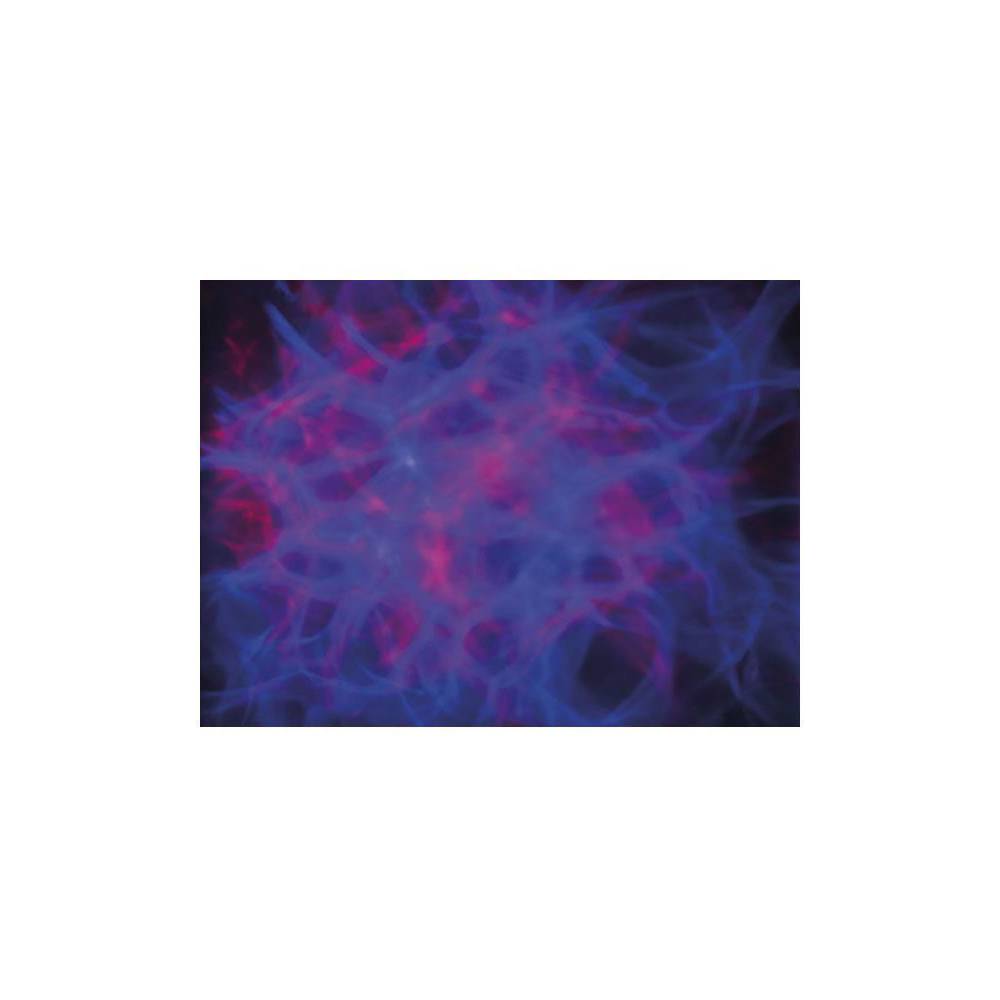 Showtec Dreamwave LED lichteffect