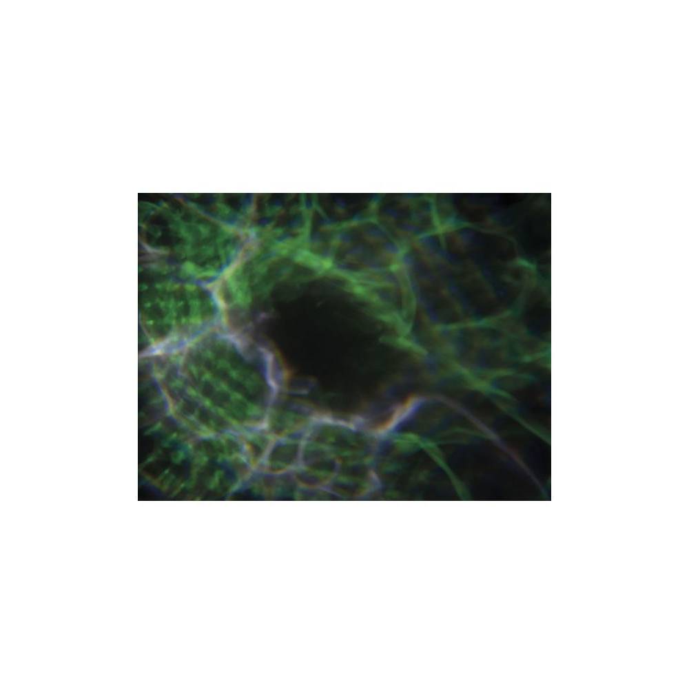 Showtec Dreamwave LED lichteffect