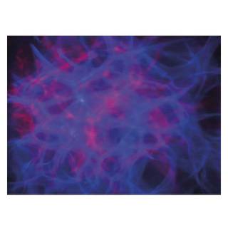 Showtec Dreamwave LED lichteffect