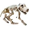 Europalms Halloween terror hond
