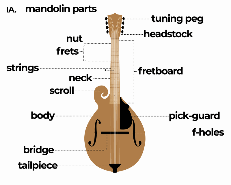 hoofdpijn Het beste scheren Uit wat voor onderdelen bestaat een mandoline? - InsideAudio
