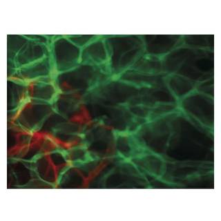 Showtec Dreamwave LED lichteffect