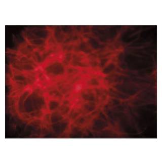 Showtec Dreamwave LED lichteffect