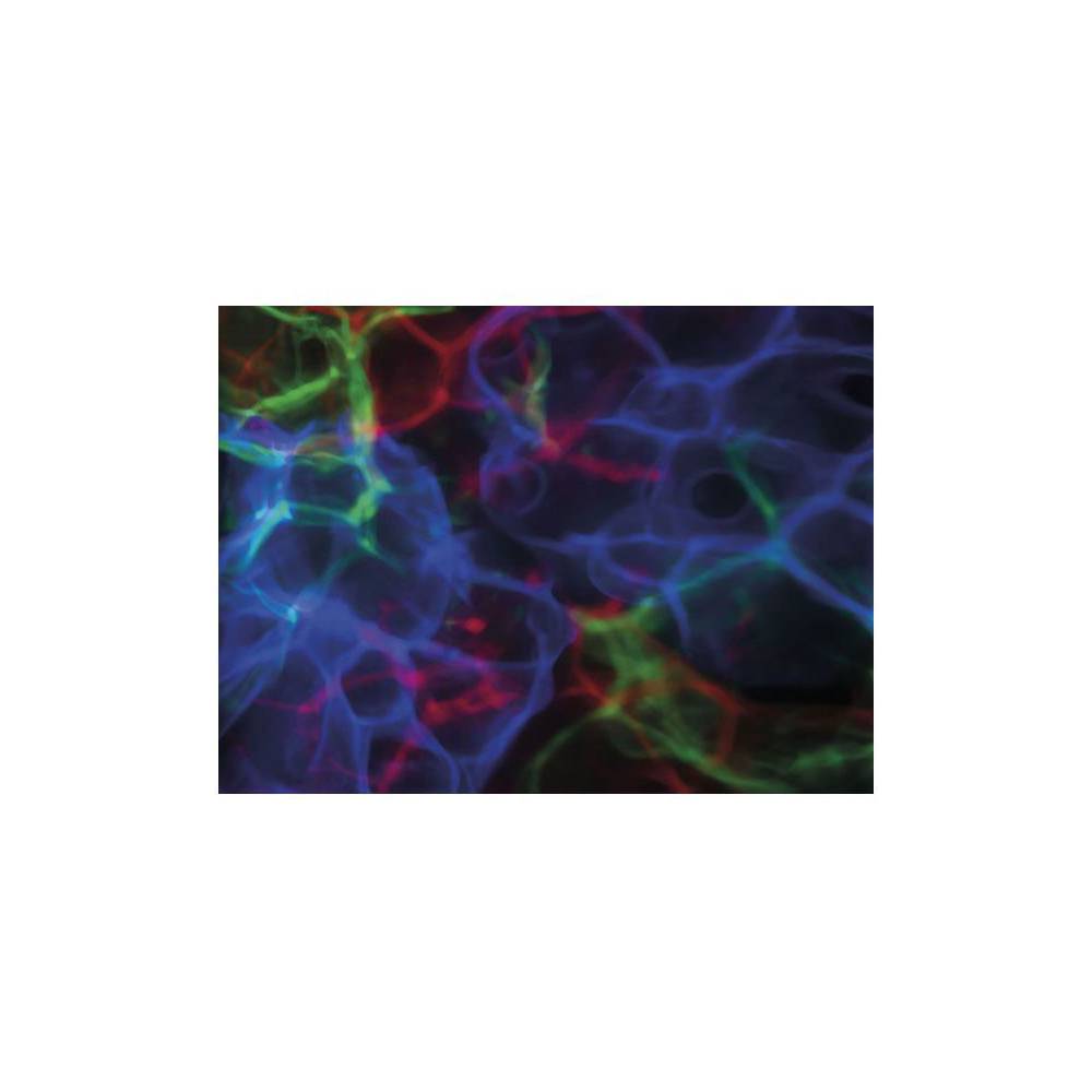 Showtec Dreamwave LED lichteffect