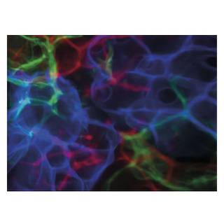 Showtec Dreamwave LED lichteffect